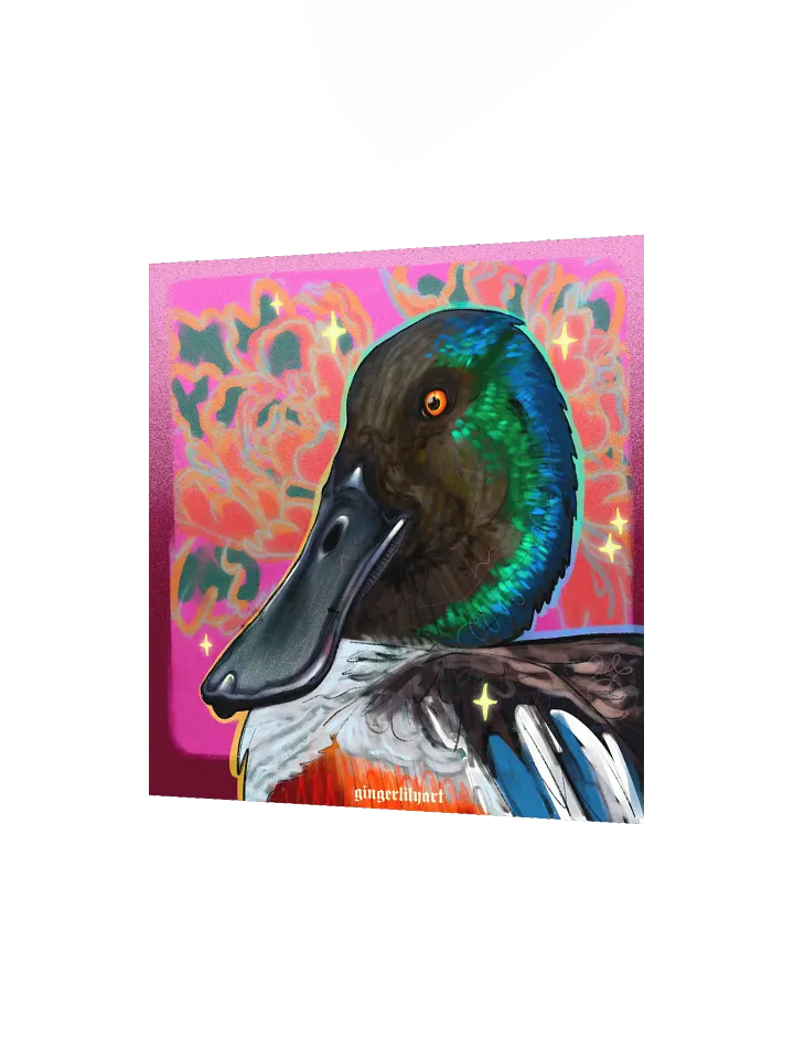 northern shoveler duck product image (4)