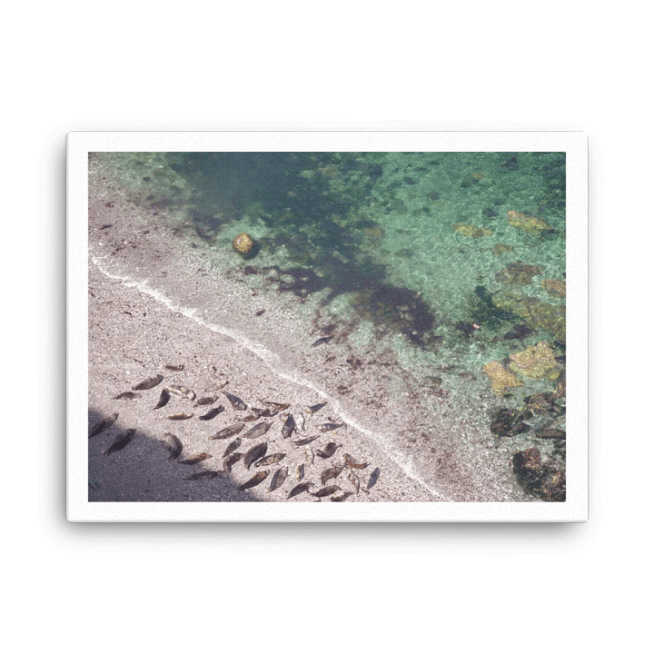 Seals on a hidden beach product image (1)