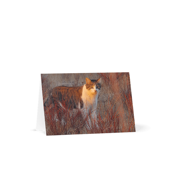 Sunset Banjo Greetings product image (1)