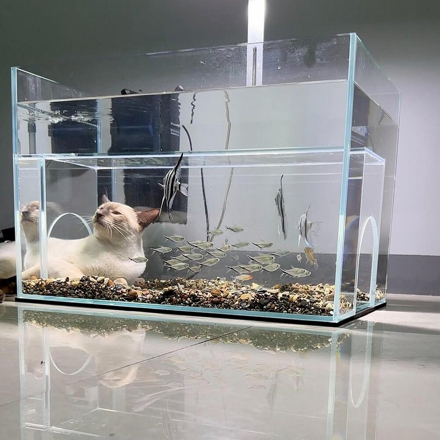Internal Tunnel Cat Aquarium product image (2)