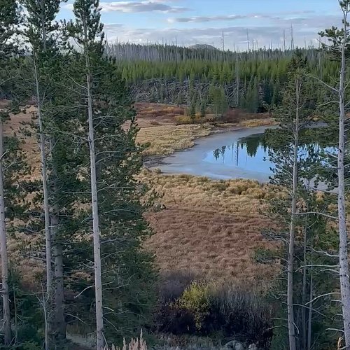 🎥 Caught on camera: A big bear making his way through Yellowstone! 🐻🌄
Shoutout to Jim Best for capturing this wild moment — n...