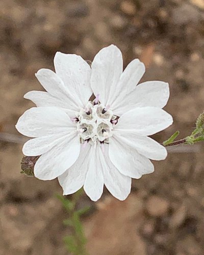 Blepharipappus scaber, or rough eyelash weed is a beautiful small flower in the Asteraceae, the Sunflower family. Each “petal...