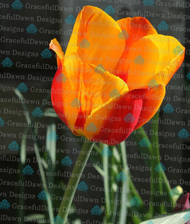 Orange & Yellow Tulip product image (1)