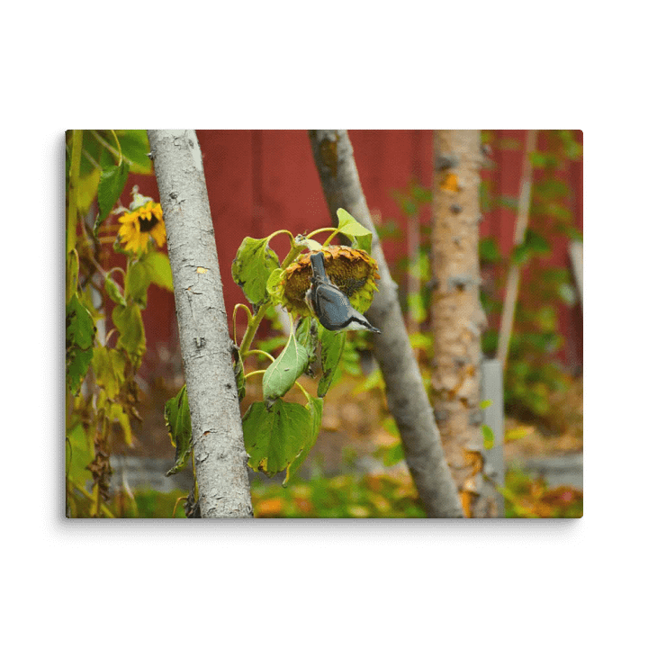 Canvas: A Nuthatcher´s Sunflower love product image (14)