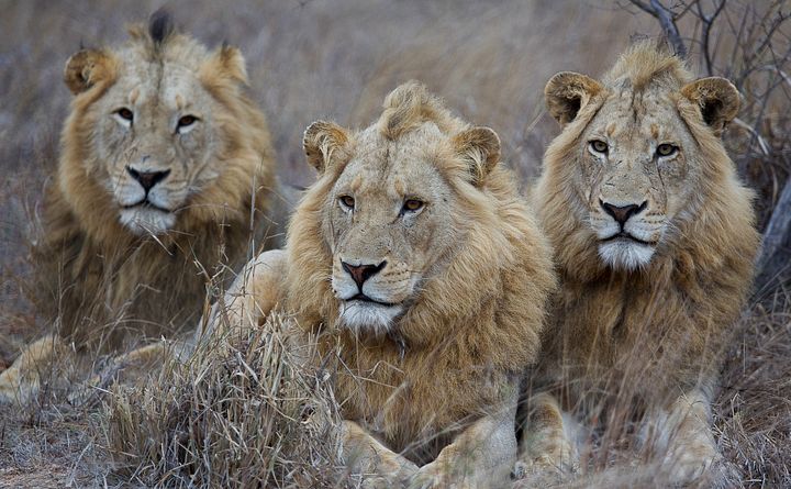 A Regal Trio: Jacaranda Males of the Timbavati product image (1)