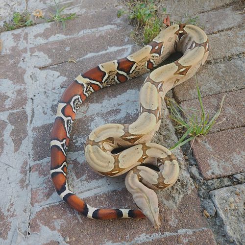 My gorgeous, futo line Suriname Male

#surinameboa #Suriname #Suri #futoline #boaconstrictor #BoaConstrictorLove #bcc #truere...