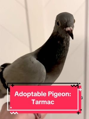 Meet Tarmac! Tarmac has not had their gender DNA-tested. They were rescued as a feral baby in the middle of a parking lot during a heat wave this past July.  Tarmac is very friendly and loves to play fight and ride around on your shoulder. They are VERY tiny in stature. The smallest pigeon we have ever had! Very cute!  If Tarmac could be the house pigeon for you, please fill out our adoption application. #pigeonsaspets #petpigeon #adoptablepigeon #pigeonrescue #petbirds 