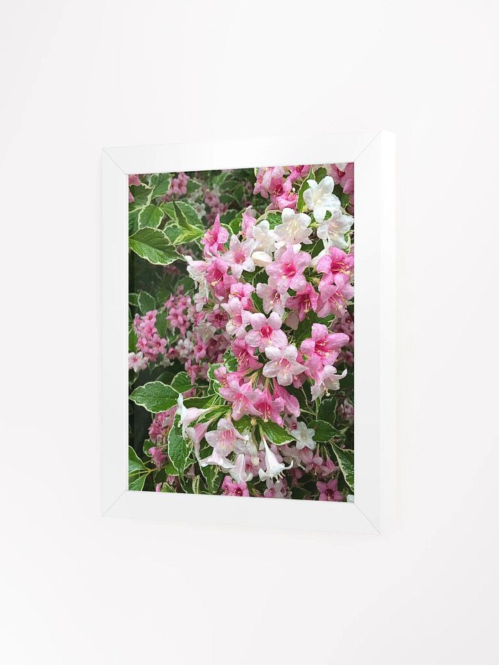 Weigela Flowers in Shades of Pink After Rain product image (2)