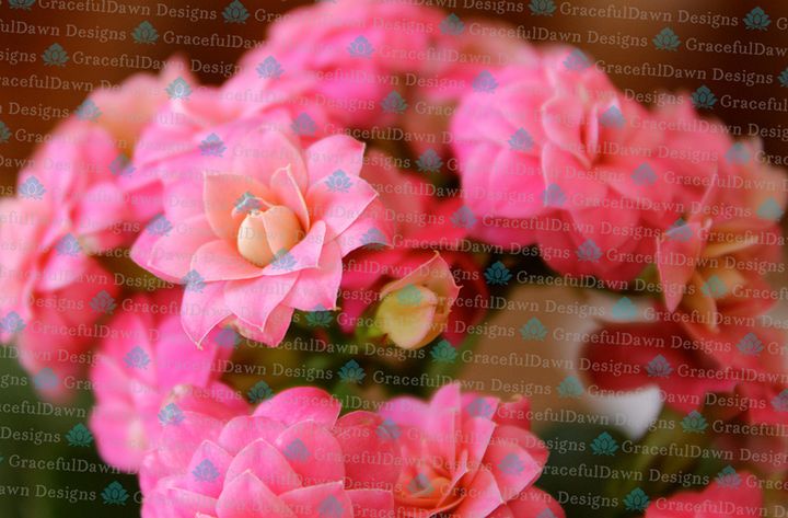 Pink Kalanchoe Flower Clusters product image (1)