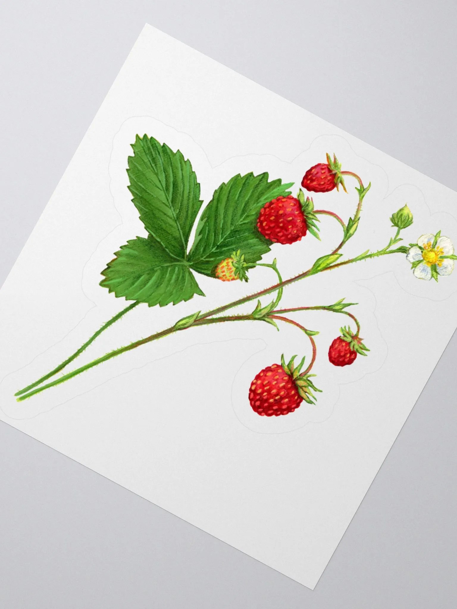 Wild strawberries illustration sticker product image (3)