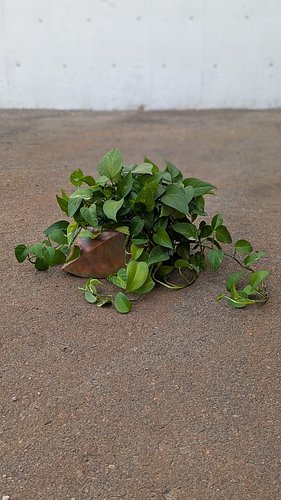 More objects in the works.  This faceted copper plant pot will be sealed and ready to welcome your favorite house plants, com...