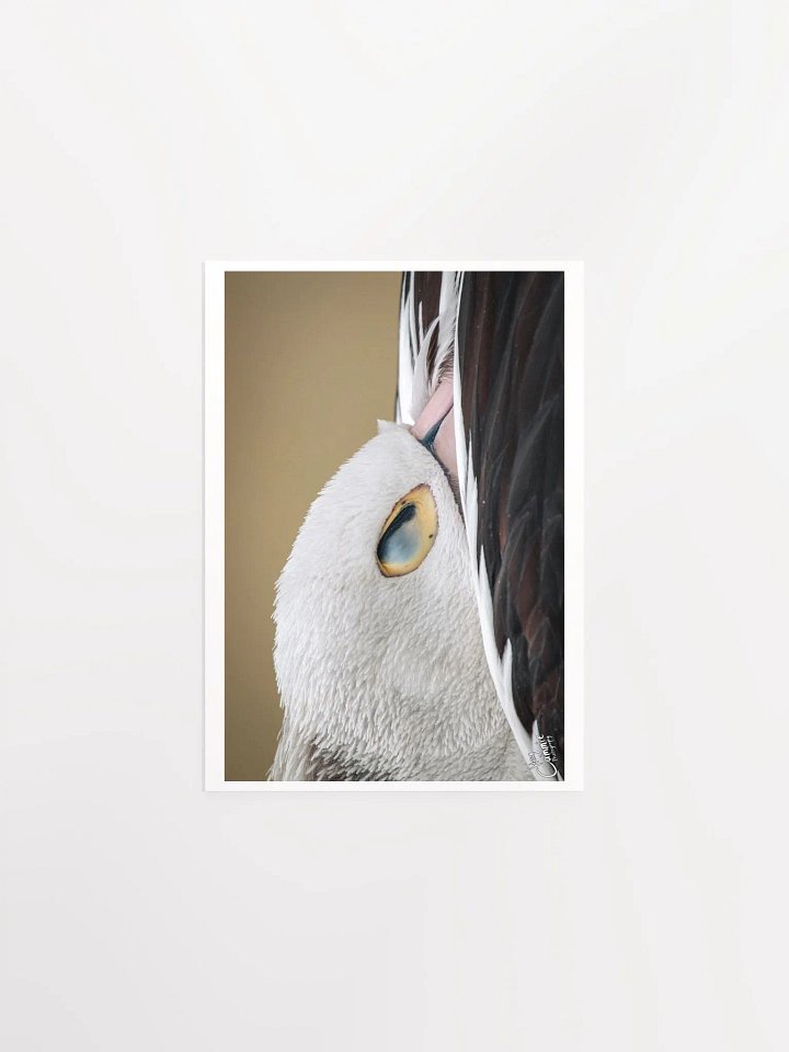 Pelicans Rest - Print product image (1)