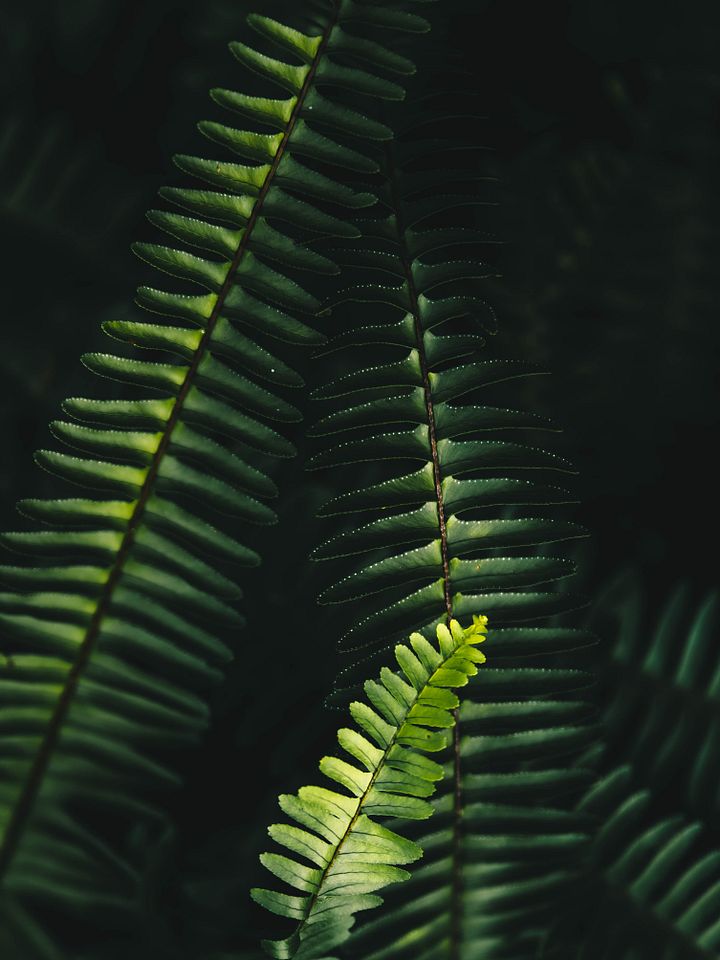 Fern Family Photo product image (1)