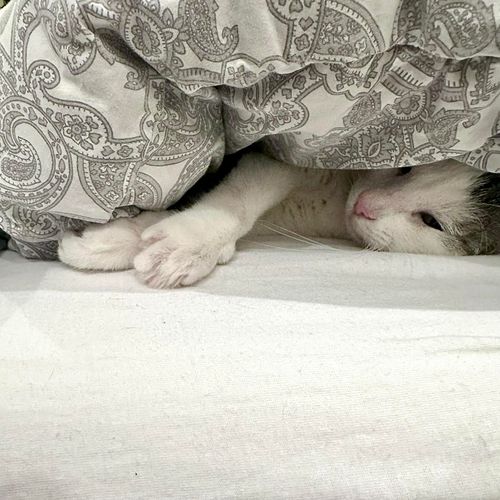 Shhh… The undercover agent is in deep cover, gathering classified intel on the fluffiest pillows and warmest blankets. Missio...