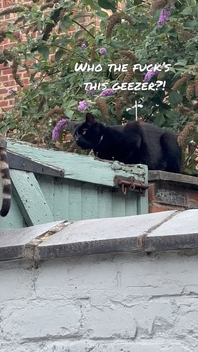 Cat @loveisland on my back yard wall is peak entertainment 
#loveisland #cat #cats #cats_of_instagram #catscatscats #catsofin...