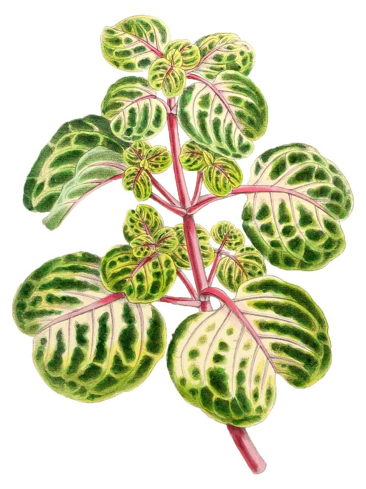 Iresine Herbstii Aureo Reticulata - PNG/JPG - 1867 Botanical Illustration - Royalty Free Vintage Plant and Botanical Image product image (2)