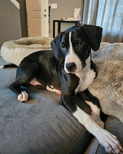 Dragon is growing so fast 🥺 he is almost 4 months old! During his most recent checkup, the vet told me that he may  be 90 pou...