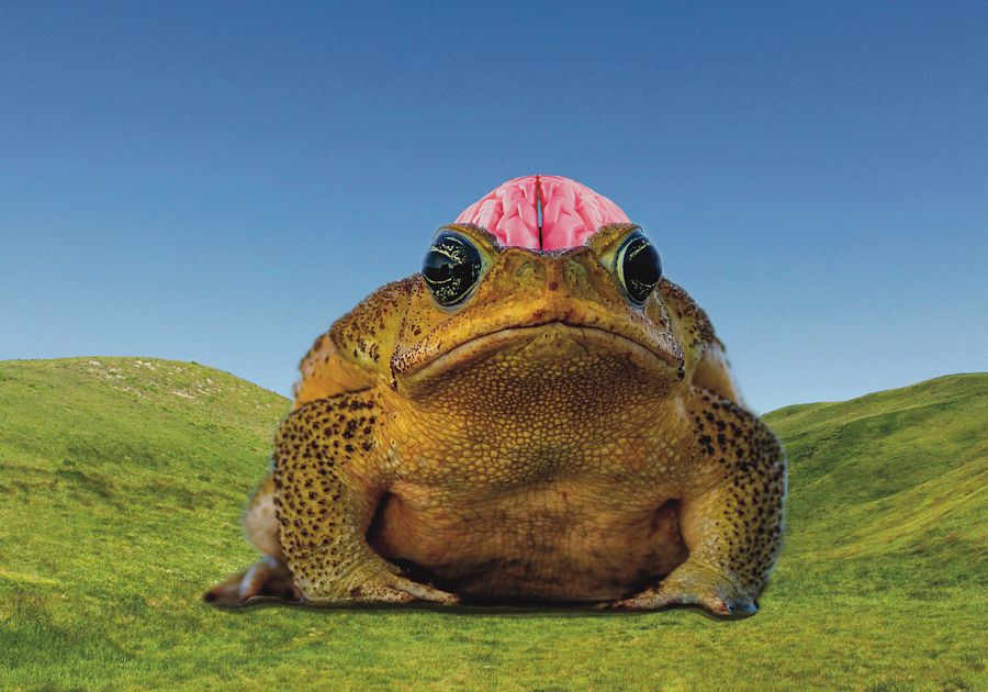 The Sun, The Moon & the Brain Frogs in Between product image (5)