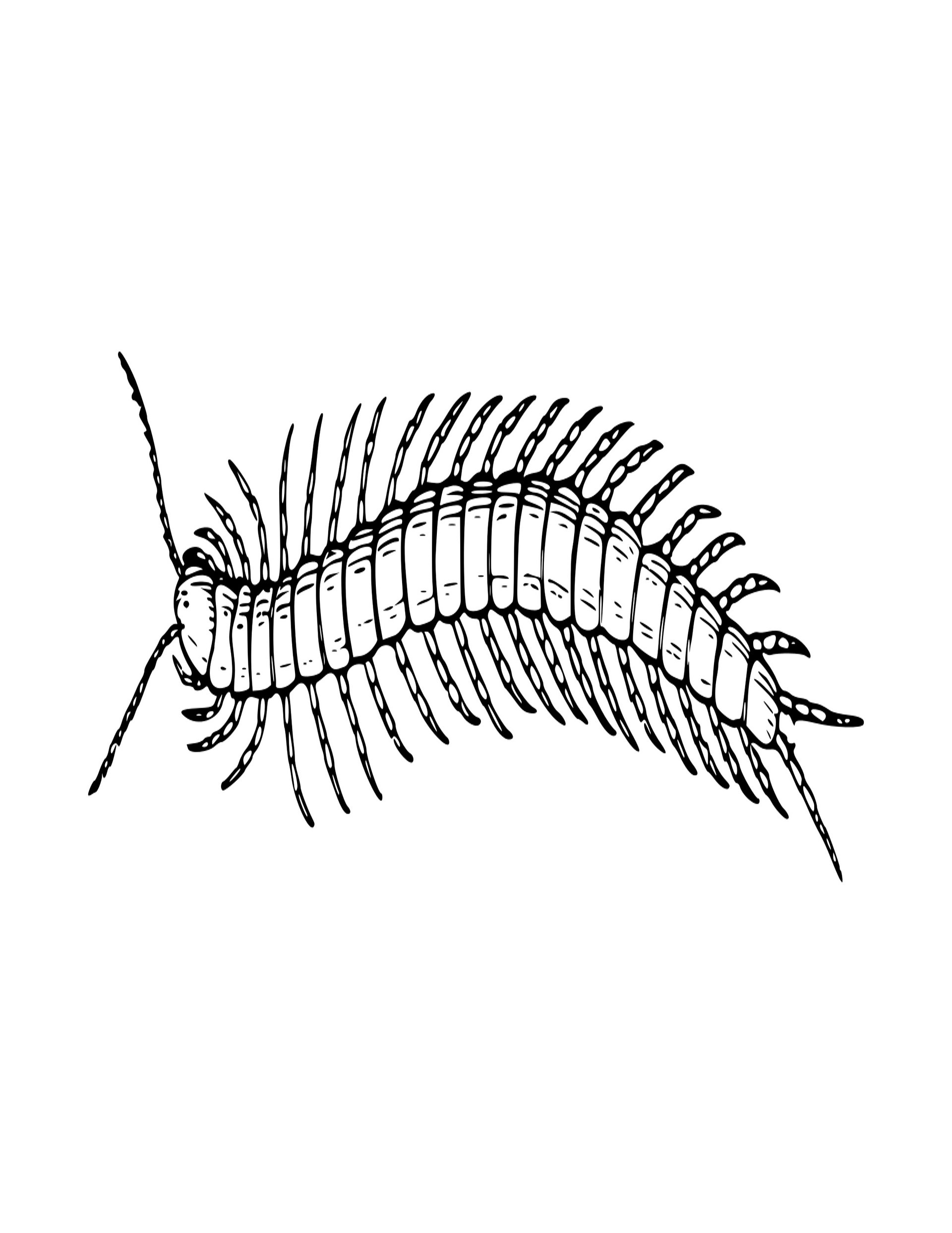 Bugs Aren't Icky Coloring Book for Early Grades product image (6)