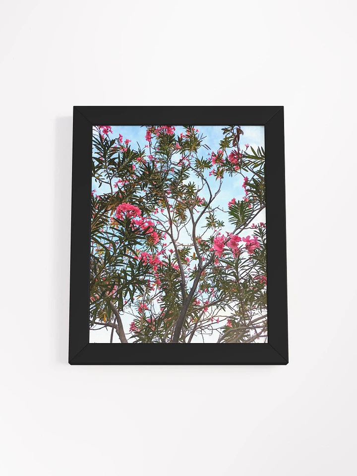 Oleander Tree in the SpringTime Framed High Quality Photograph product image (1)