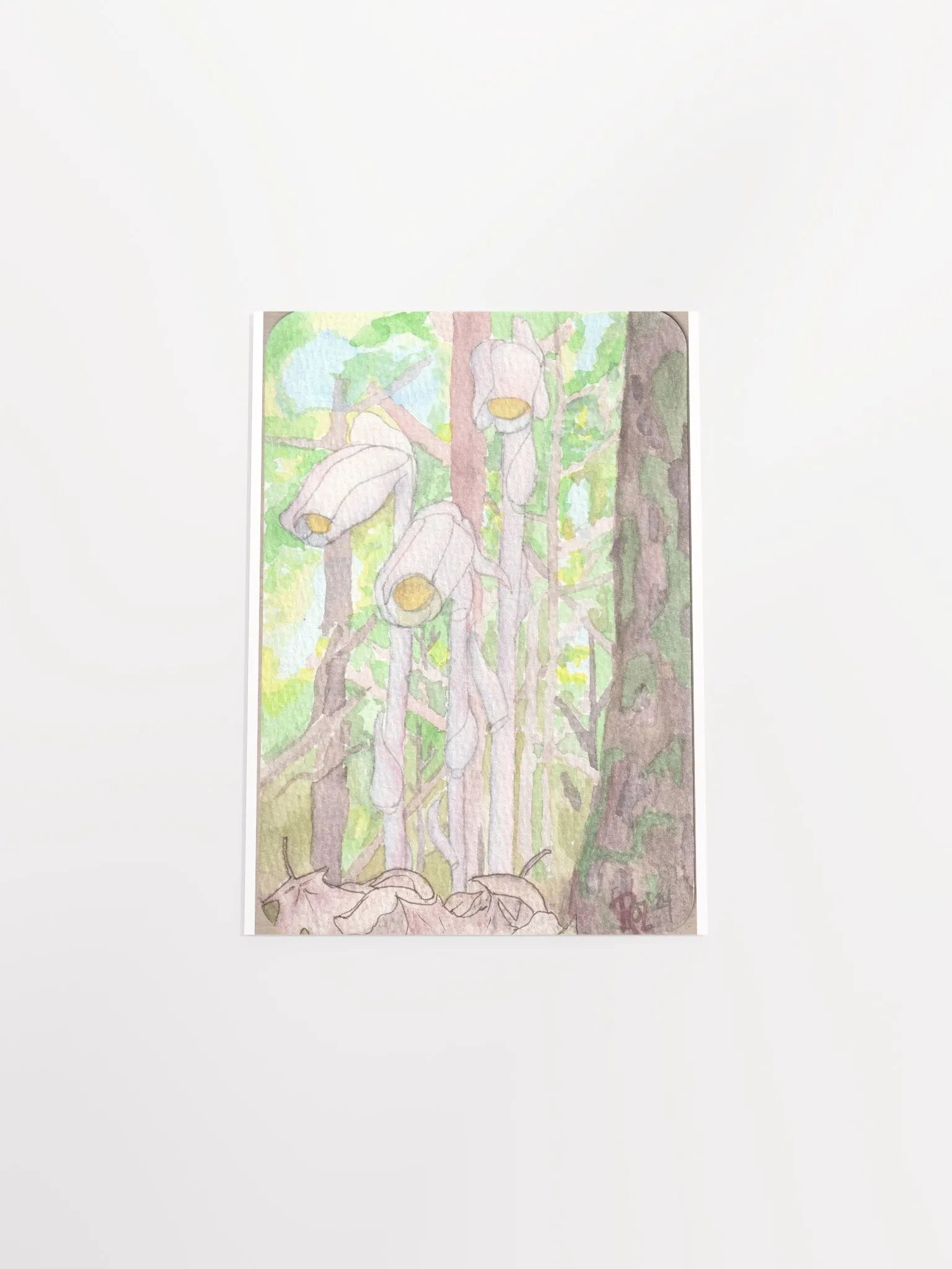 Ghost Pipe flowers product image (4)