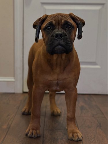 Granddaughter of GCH. Mugsy Malone Ruby Rose 🌹 is l👀king for a Guardian Home 🏡 

🐾 
🐾
🐾
🐾
🐾
#mastiff #mastiffsofinstagram #ma...