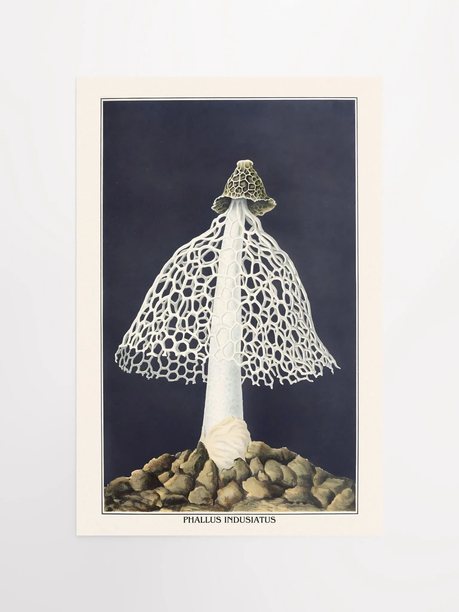 Phallus Indusiatus Poster product image (1)