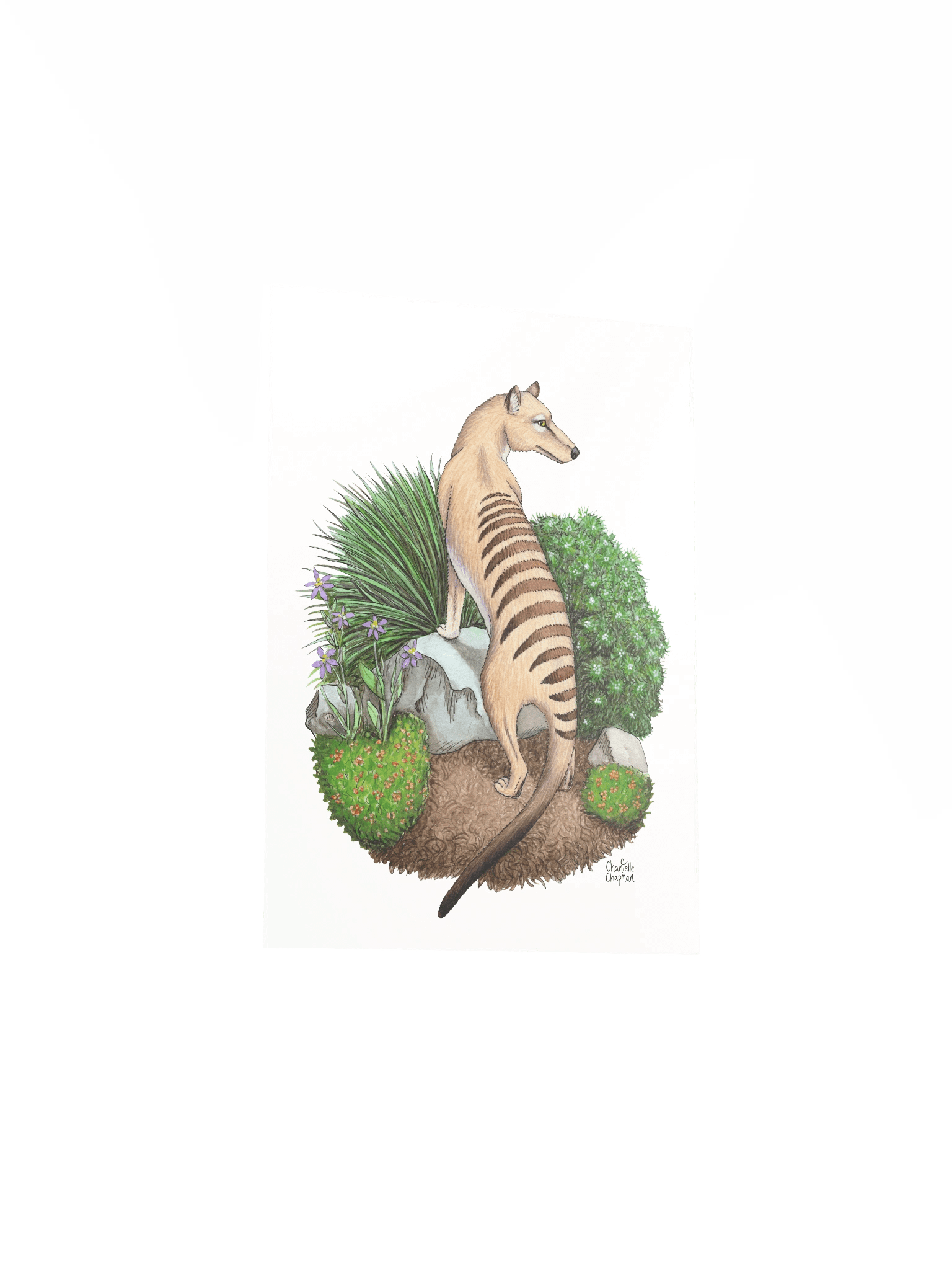 Thylacine - Art Print product image (4)