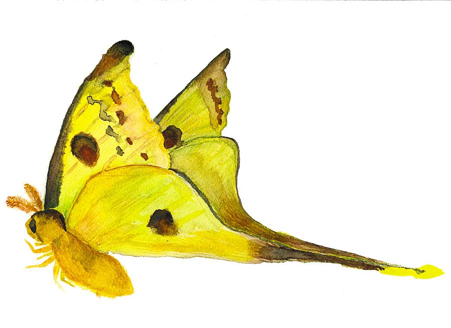 Madagascan Comet Moth Sticker (x2) product image (5)