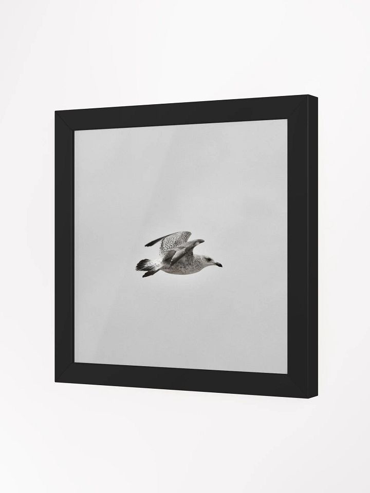 Young Gull in Flight Framed Photo Print product image (17)