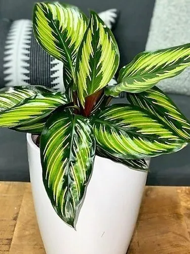 Plant for sale! product image (1)