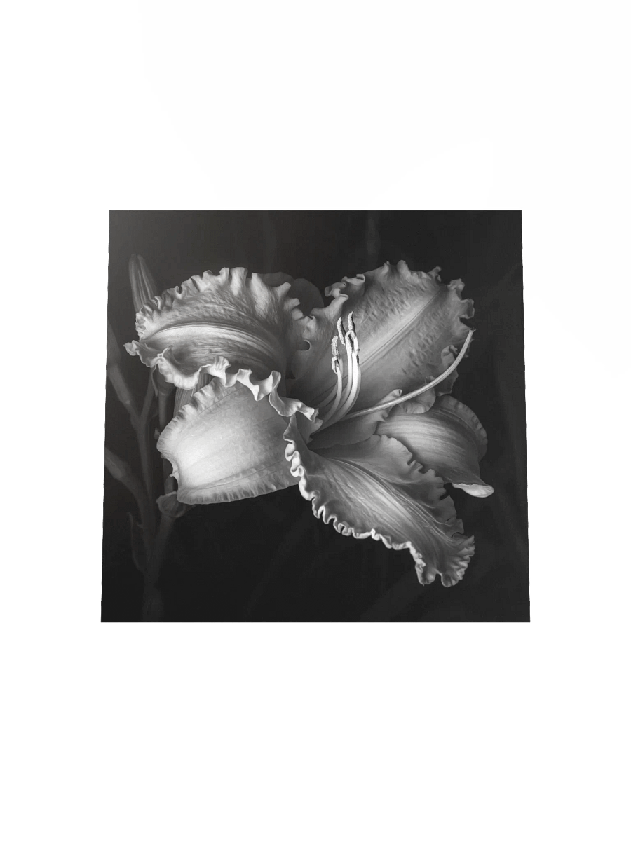 Ruffled Daylily in Monochrome product image (4)