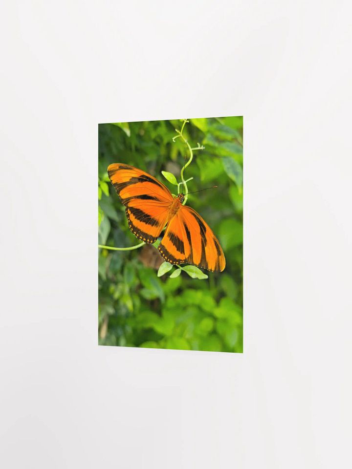 Banded Orange Longwing Tropical Butterfly Matte Poster 5x7" product image (2)