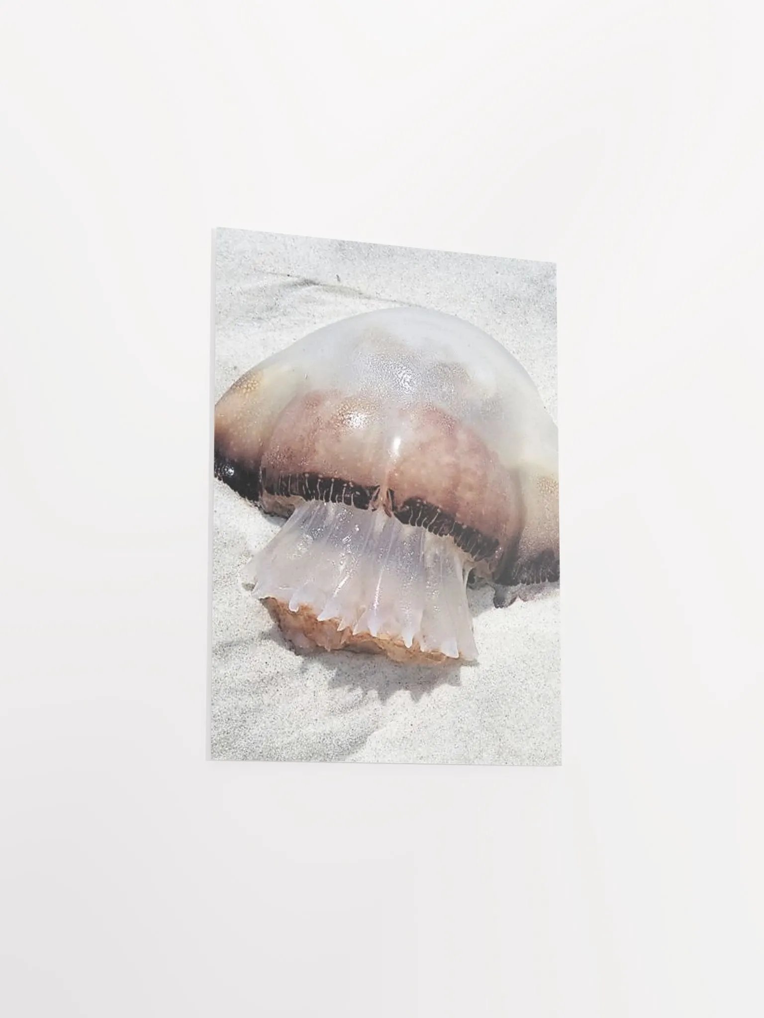 Jellyfish product image (34)