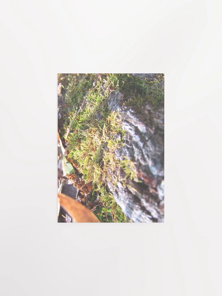 Forest Skin product image (7)