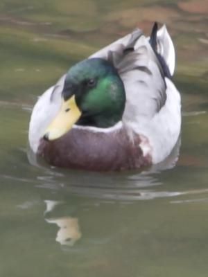 ducks #ducks
