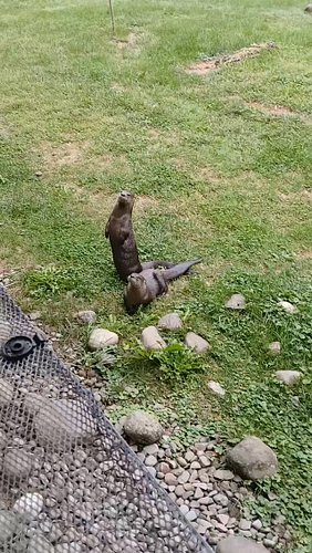 I just adore otters!

#otter