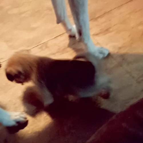 This gremlin is terrorizing my sweet dog