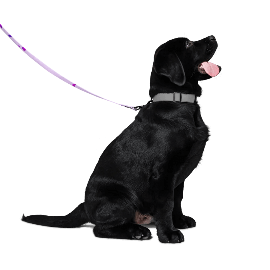 Petals In The Wind Pet Leach product image (4)