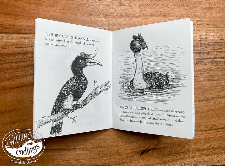 'A Bitty Book of Birds' Handmade Book, with Traditional Pen & Ink Illustrations product image (2)