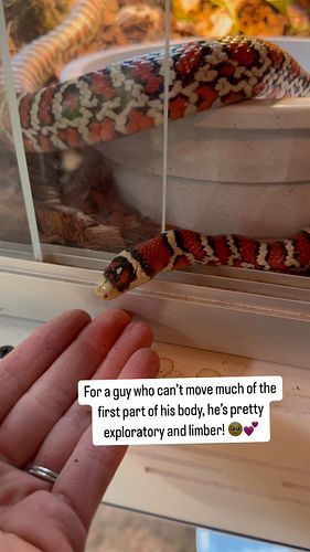He’s doing as well as can be, and it makes me happy that he’s being bold and interactive. 
****
->Follow @snaketherapy_shiral...