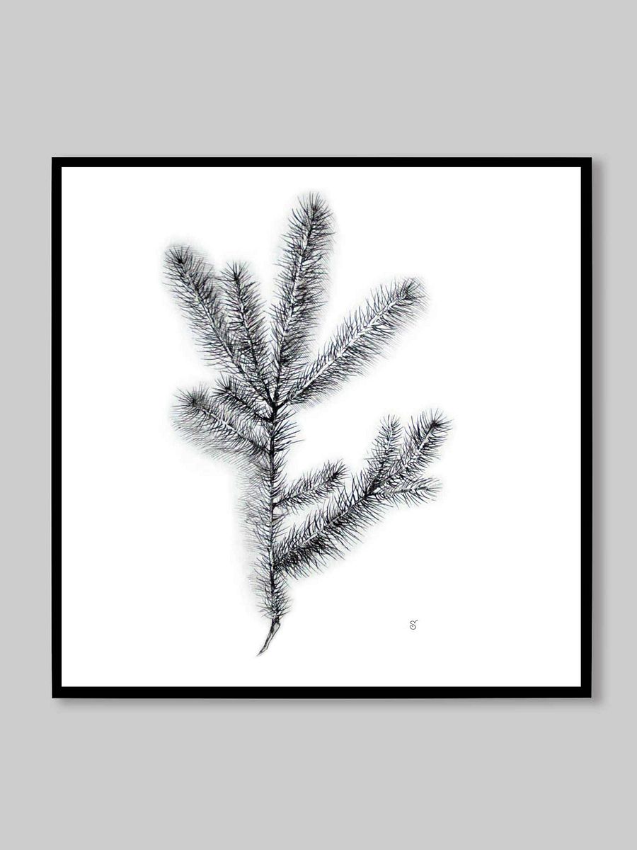 Nature's Embrace Canvas Print - Spruce Branch product image (11)