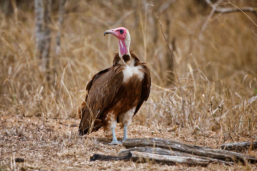 Vulture product image (1)