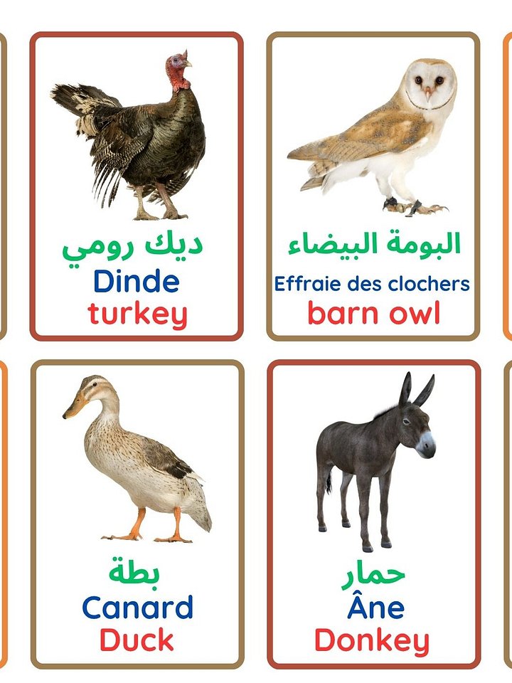 Pictures & Words: Vocabulary / صور وكلمات: المفردات product image (2)