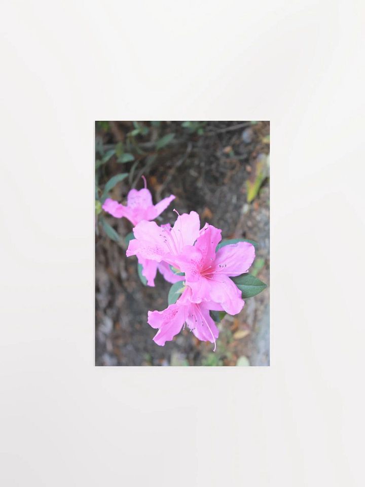 A Study in Flowers 1 product image (4)