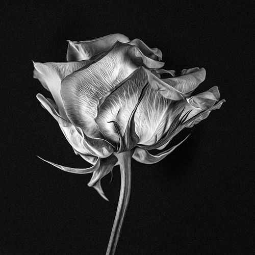 Sometimes, black and white just feels right. 

#sonyalpha #rosephotography
