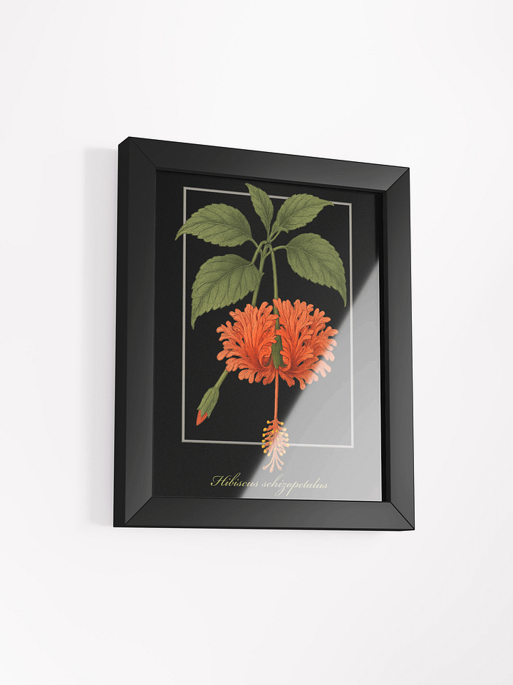 Hibiscus schizopetalus Framed Matte Poster product image (2)