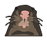 Rat Influencer