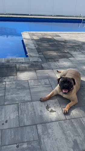 Poolside with the puppers 

🐾 
🐾
🐾
🐾
🐾
#mastiff #mastiffsofinstagram #mastiffgram #mastiffs #bullmastiff #bullmastiffs #bullm...