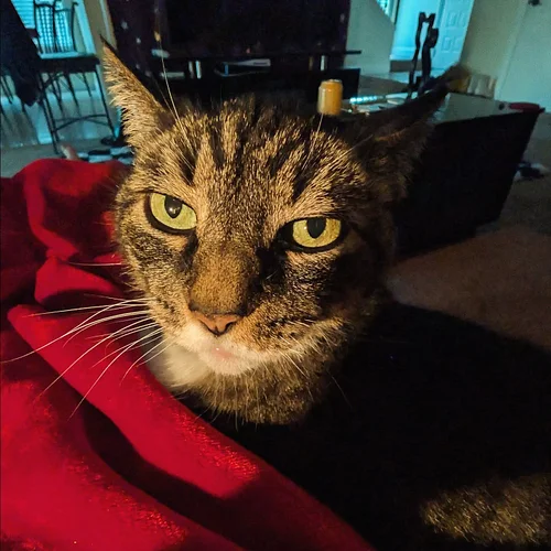 She's serving ✨CAT✨